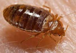 can bed bug live in your hair