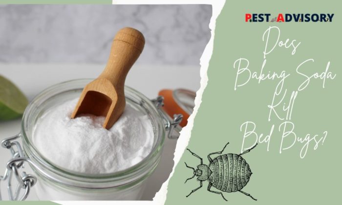 Does Baking Soda Kill Bed Bugs 0950