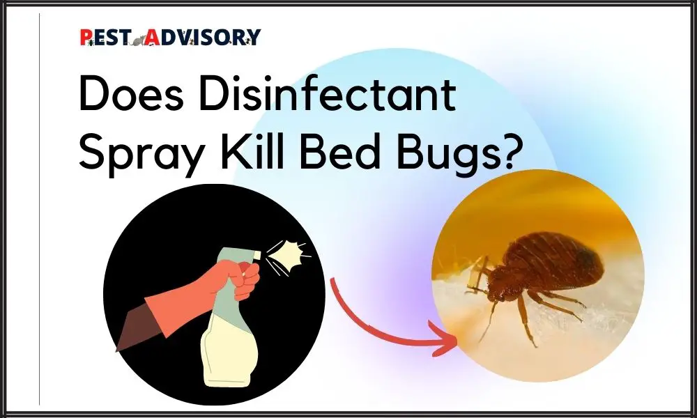does disinfectant pray kill bed bugs