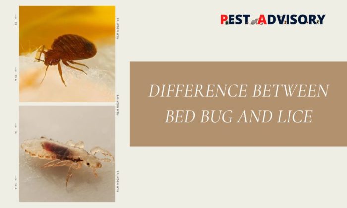 Difference Between Bed Bugs And Lice 0345