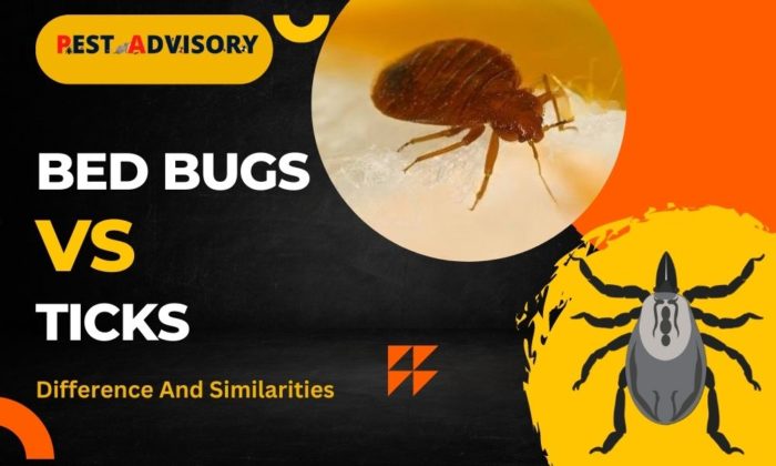 Bed bugs vs Ticks: Differences & Similarities