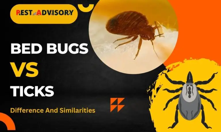 bed bugs vs ticks