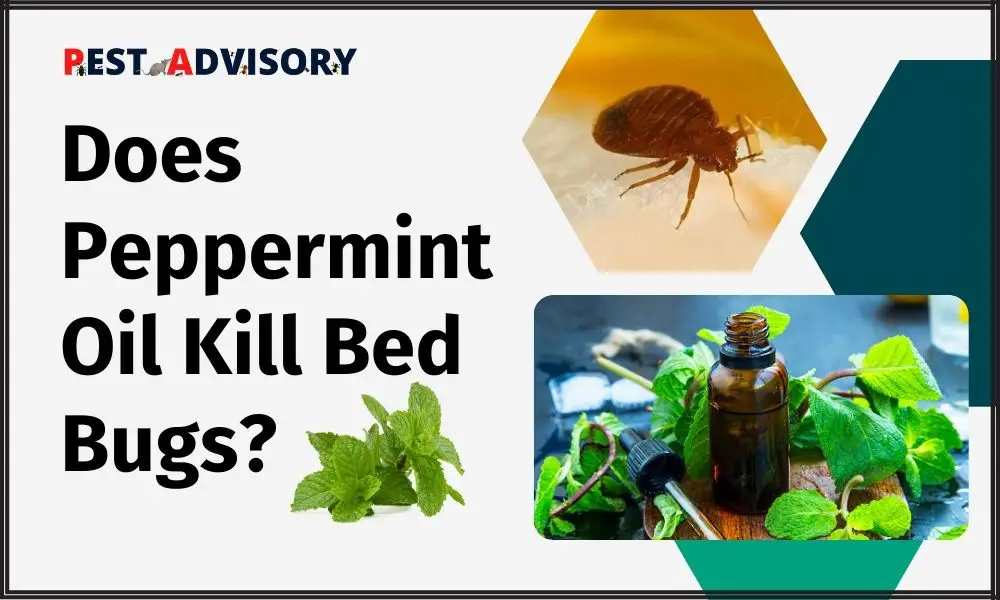 does peppermint oil kill bed bugs
