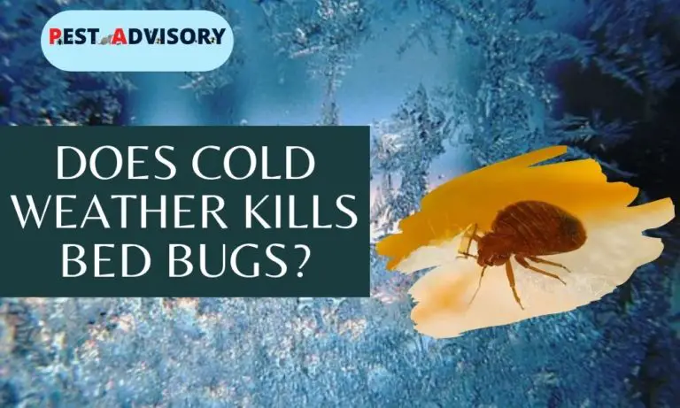 does cold weather kill bed bugs