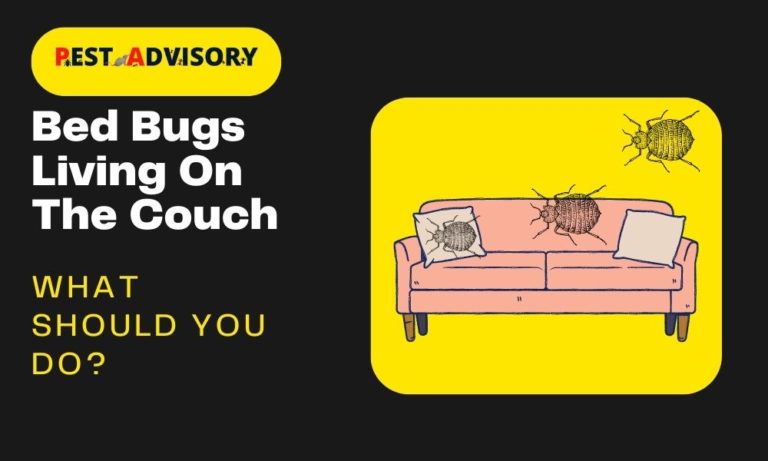 bed bugs living on the couch