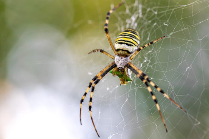 Does Cedar Mulch Kill Spiders?