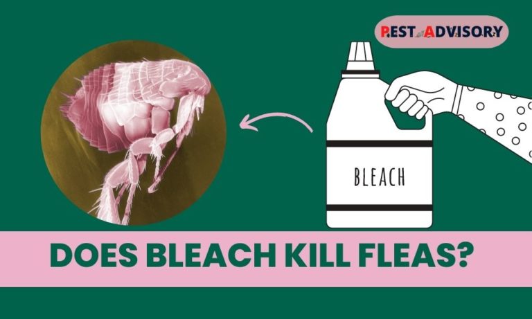 does bleach kill fleas