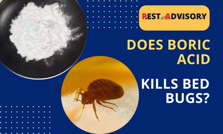 does boric acid kills bed bugs