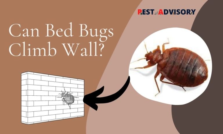 can bed bugs climb wall
