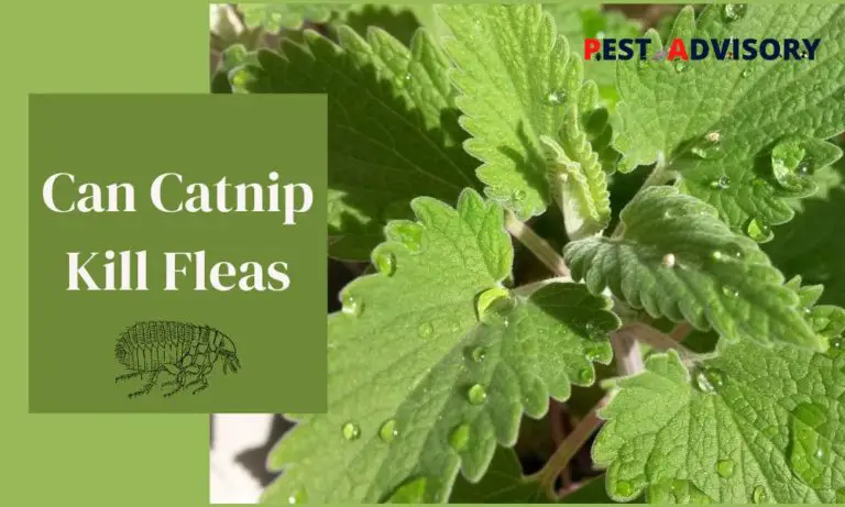 can catnip kill fleas