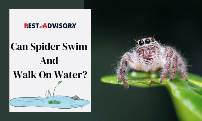 Can Spiders Swim Find Out Here