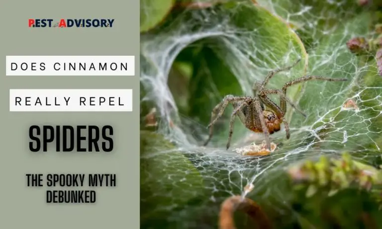 does cinnamon repel spiders