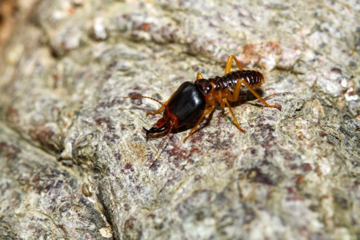 Life Cycle of Termites