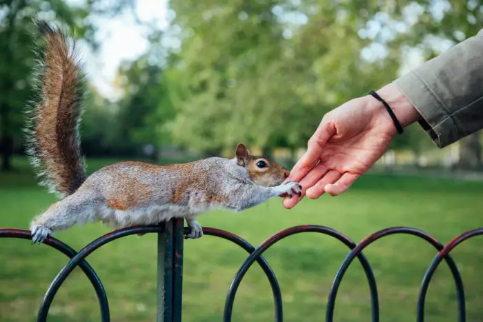 is squirrel bite harmful