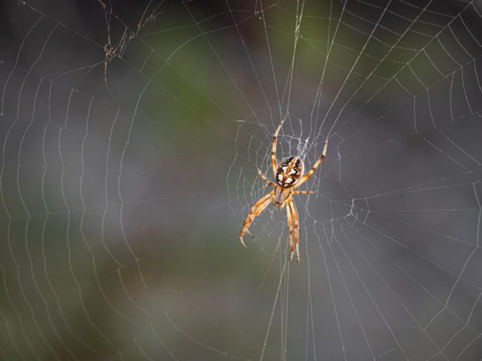 Can Spiders Swim?