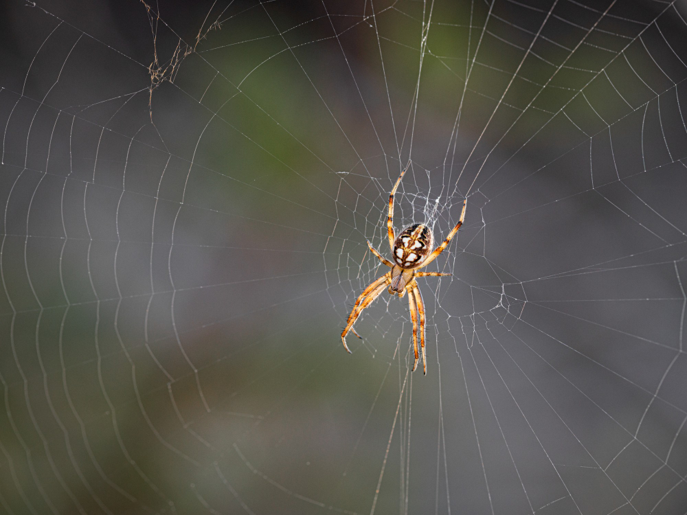 Can Spiders Swim? Find out here!