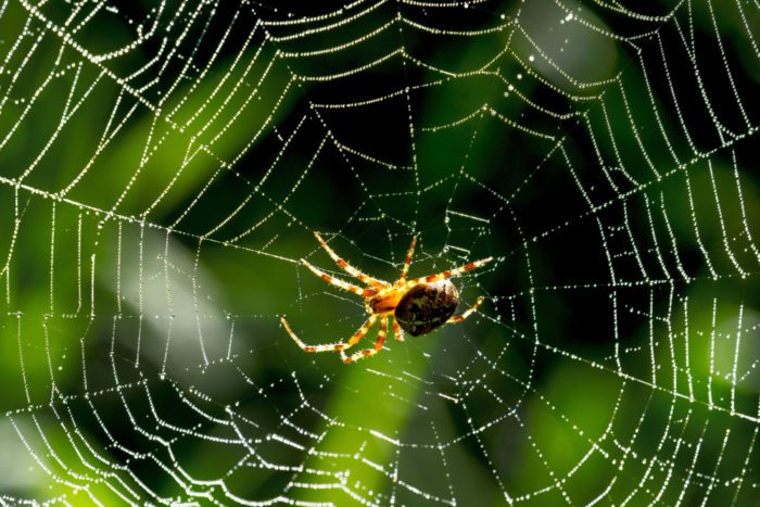 How To Repel Spiders With Cinnamon