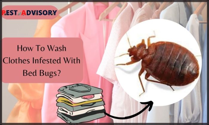 How To Wash Clothes Infested With Bed Bugs?