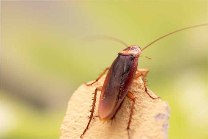 do cockroach bites