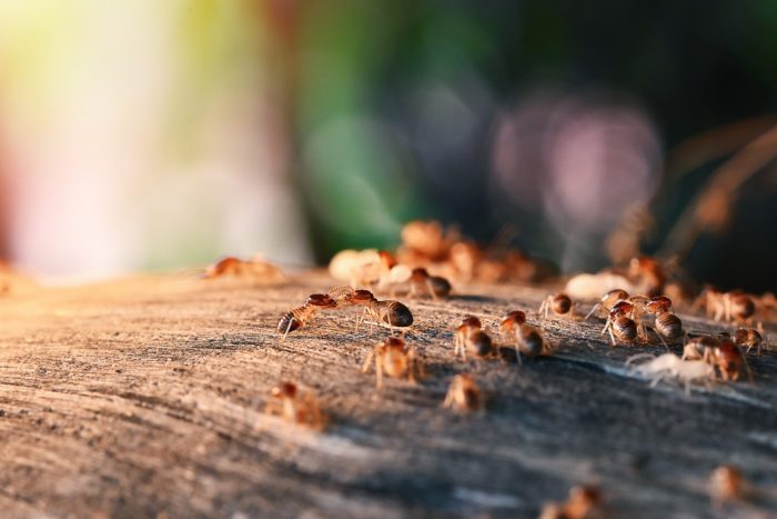 Different Types of Wood Termites