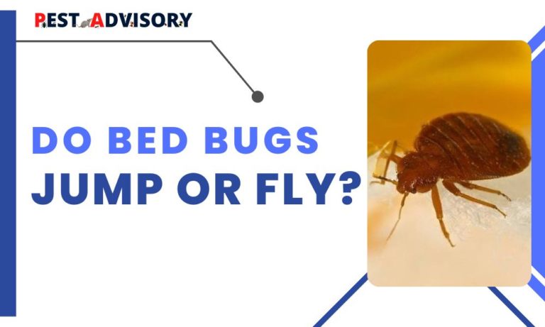 do bed bugs jump or fly