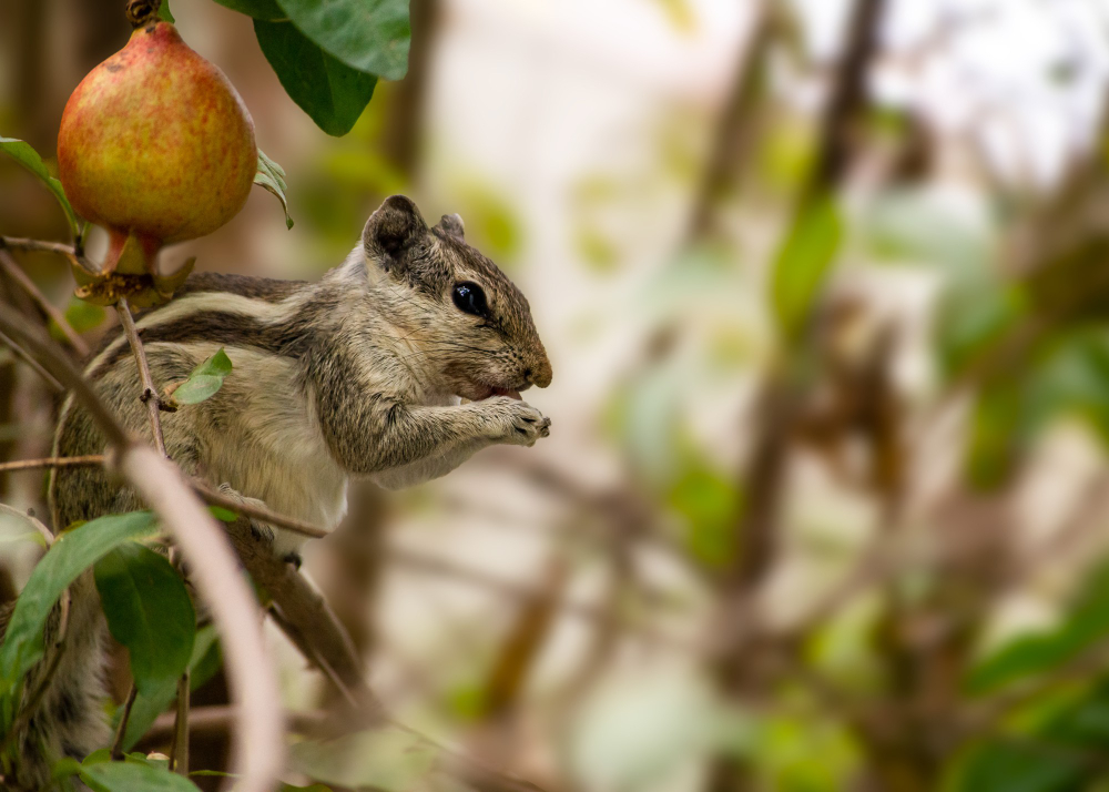 tomato-robbers-tips-to-protect-tomatoes-from-squirrels