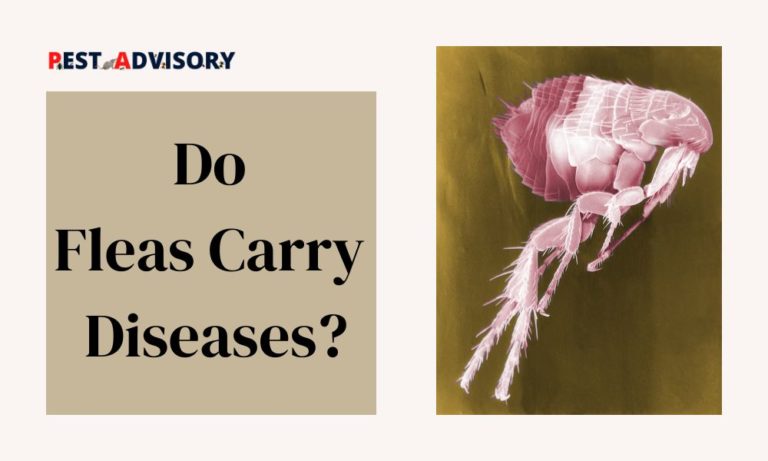 do fleas carry diseases