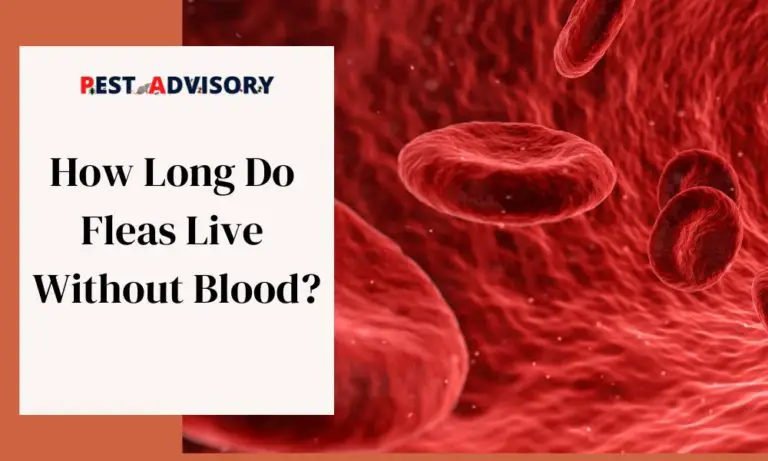 how long do fleas live without blood