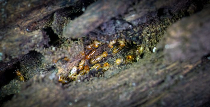 Termites Noise is Audible?