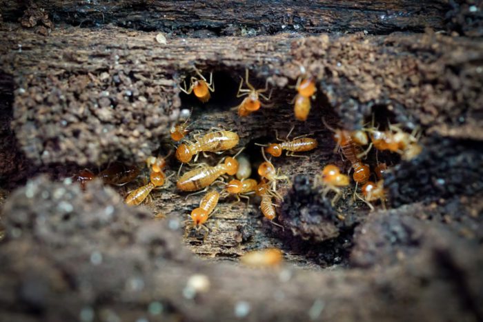 Termites Eating Habit