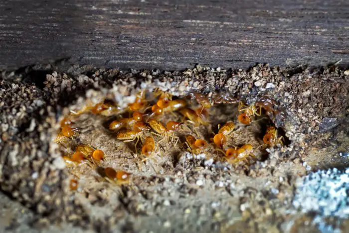 Why Do Termites Prefer Wood