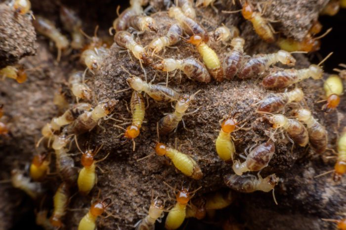 What do Baby Termites Look Like