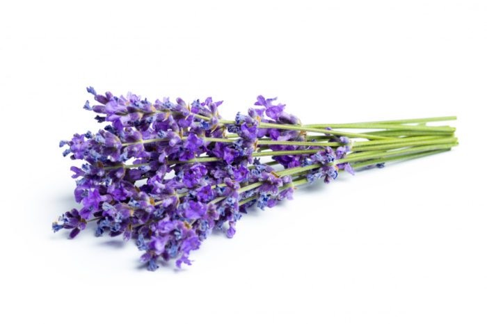 Can Lavender Kill Spiders?