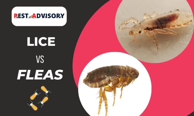 fleas vs lice