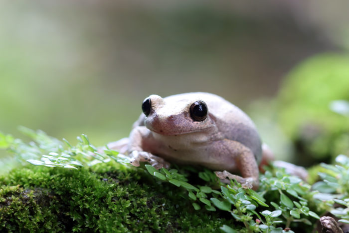 Natural Predators of Termites