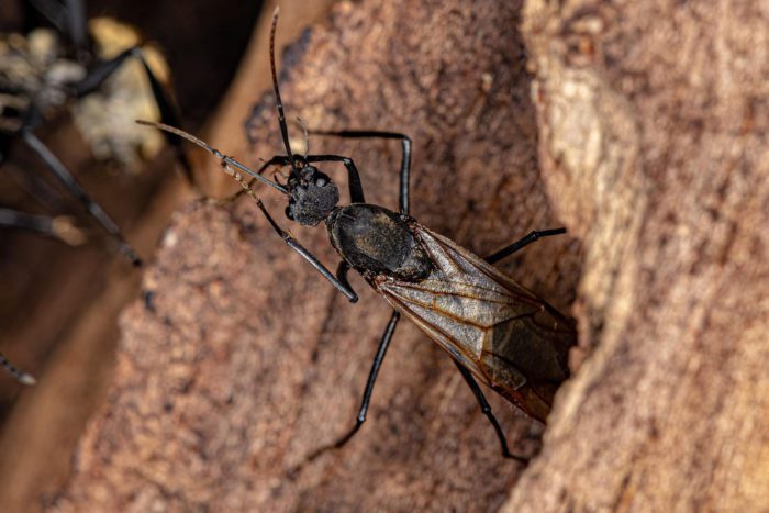 Bugs That Look Like Termites but Aren't