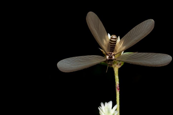 Do Termites Have Wings?