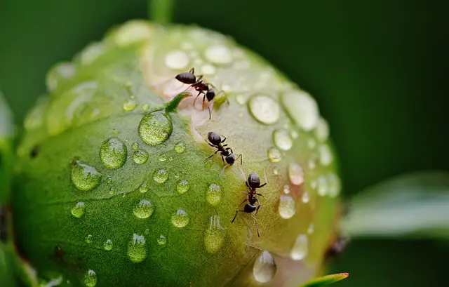 survival techniques of ant