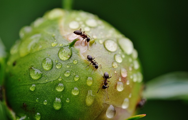 survival techniques of ant