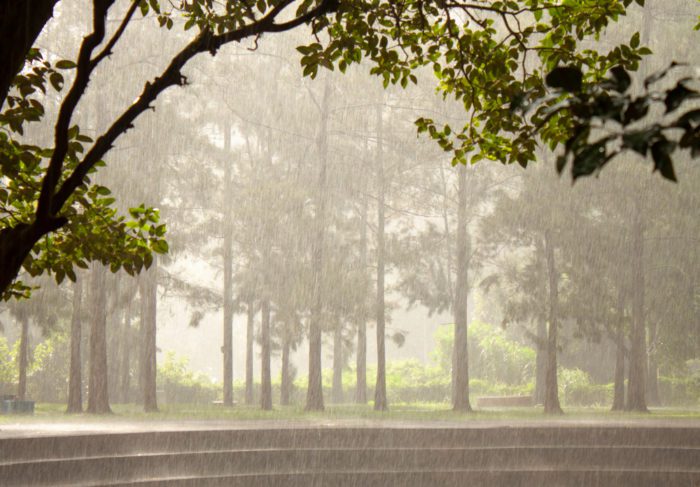 Relation Between Swarming and Rain