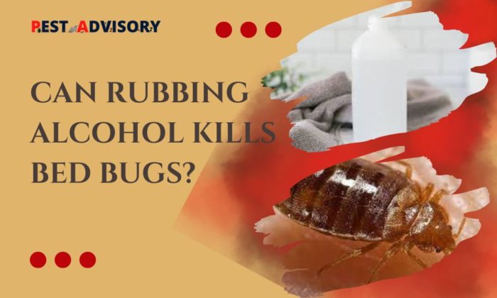 Can Rubbing Alcohol Kill Bed Bugs?