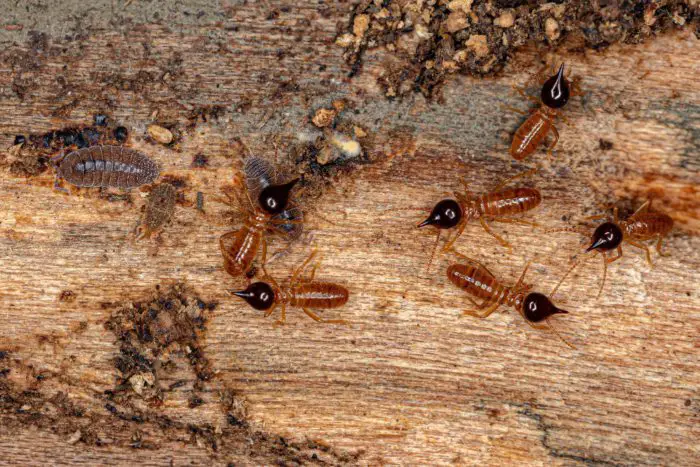 Do Termites Fly?