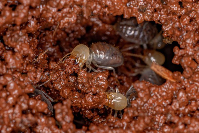 Termite Life Cycle