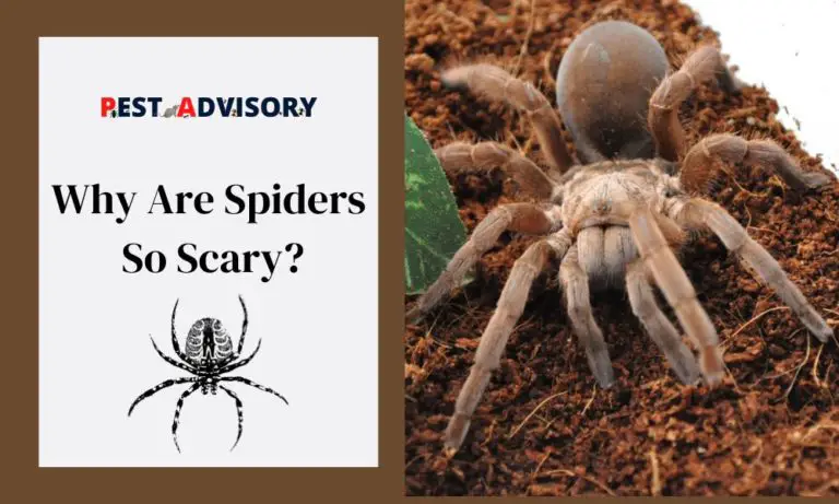 why spiders are so scary