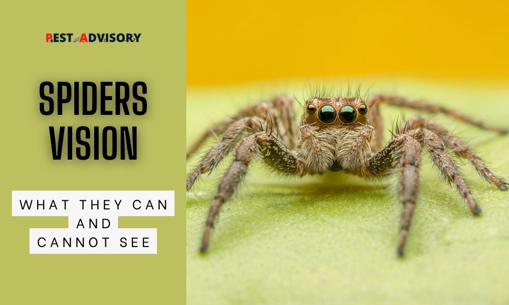 spiders vision what they can and can't see