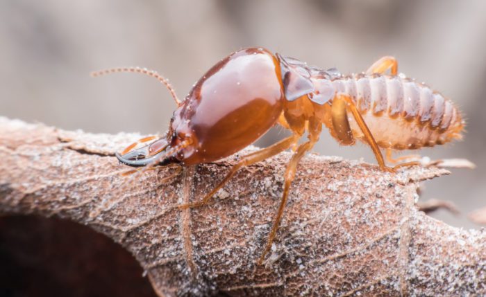 Signs of Termite Infestation