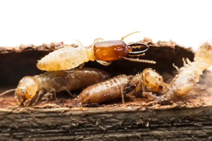 Termite Bite