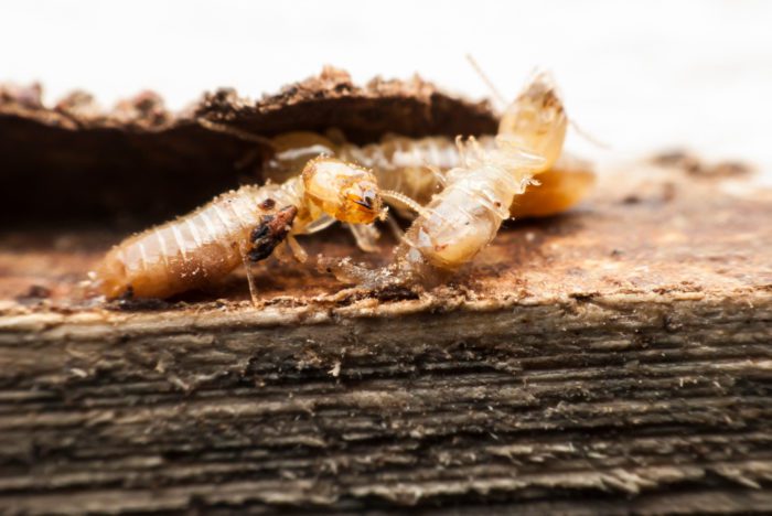 Relationship Between Mulch and Termites?