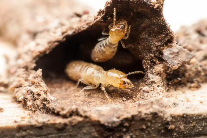 Types of Wood Termites
