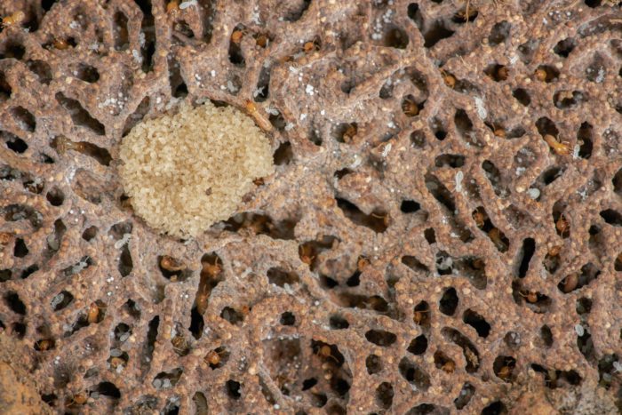 Termite Life Cycle